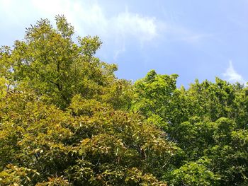 Low angle view of tree against sky