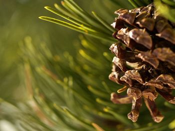Close-up of pine cones on leaves