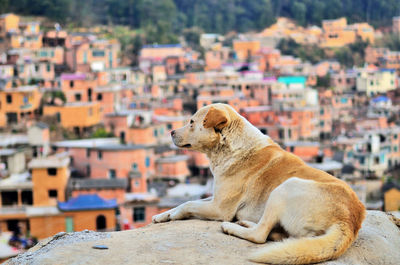 Dog relaxing on rock against townscape