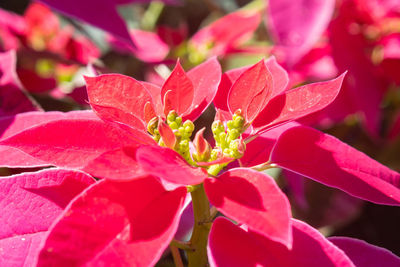 Close-up of pink rose plant