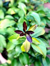 Close-up of purple flowering plant