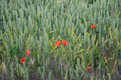 Red poppy flower in field