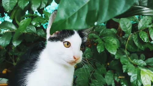 Close-up of cat against tree