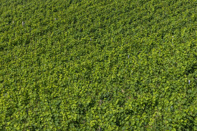 Scenic green background of vineyard in the mosel area