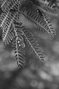 Close-up of pine tree during winter