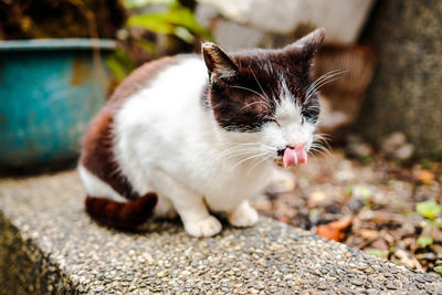 Close-up of a cat