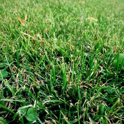 Grass growing on grassy field