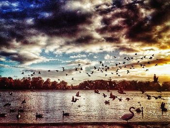 Flock of birds flying against cloudy sky