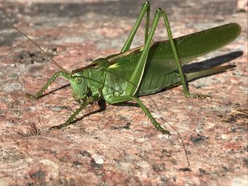 Close-up of insect on leaf