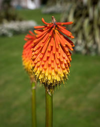 Close-up of red flower