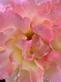 Full frame shot of pink rose