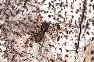 High angle view of spider on wall