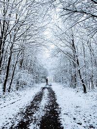 Snow covered road amidst trees in forest