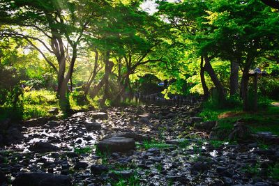 Trees in forest