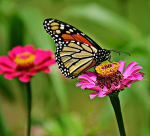Close-up of butterfly pollinating on pink flower
