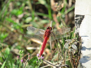 Close-up of dragonfly on plant