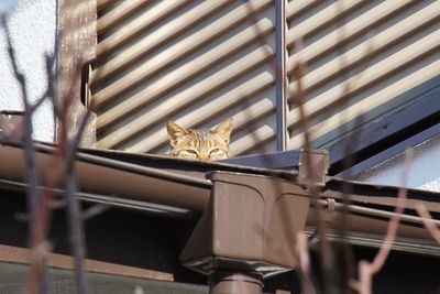 Low angle view of cat