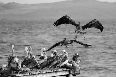 Flock of birds flying over lake against sky