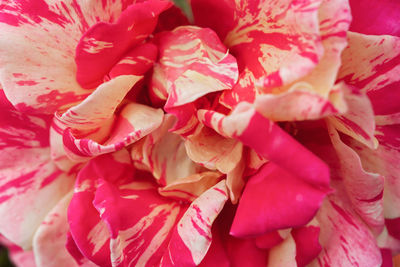Close-up of pink roses