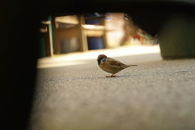 Close-up of bird perching on road