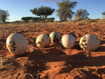 Close-up of eggs on field against sky