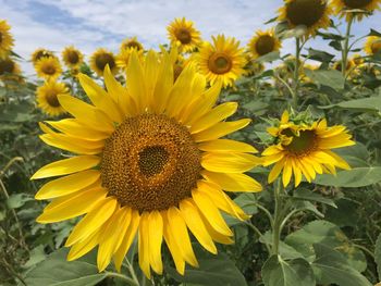 Close-up of yellow sunflower