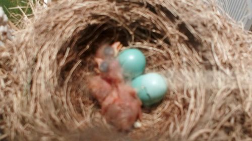 Close-up of ball on grass