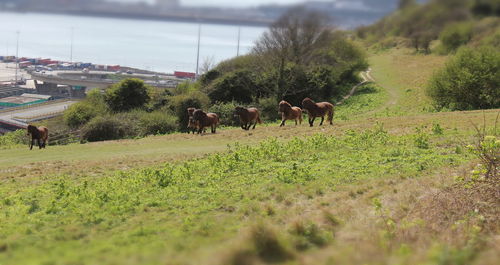 Horses on field against sky