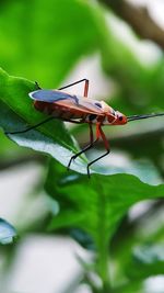 Close-up of insect on leaf