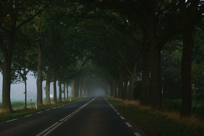 Empty road amidst trees in forest