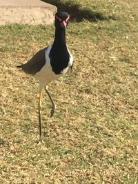 Bird on field