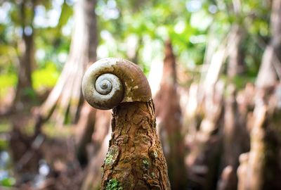 Close-up of snail on tree trunk in forest