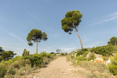 Trees on landscape against blue sky