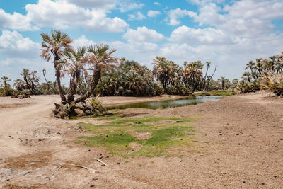 Palm trees against sky at north horr oasis in marsabit county, kenya