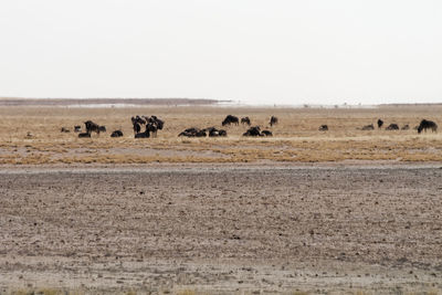 Flock of sheep in a field