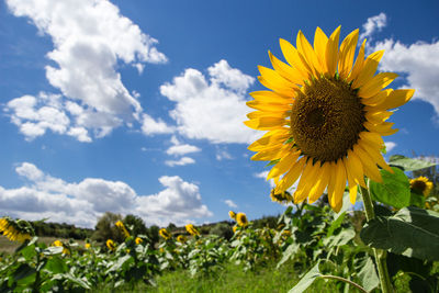 Close-up of sunflower blooming in field against sky