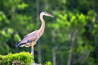 Gray heron perching on a tree