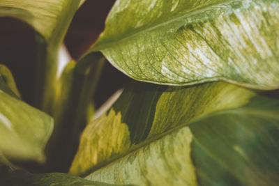 Close-up of fresh green leaves