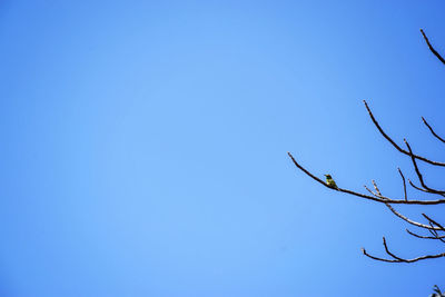 Low angle view of bird on branch against blue sky