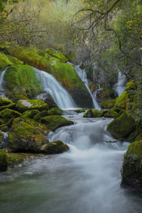 Scenic view of waterfall in forest