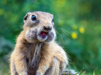 Gopher with his mouth open looks at the camera. close-up