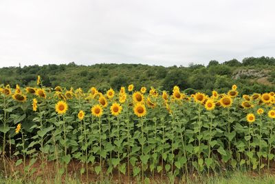 Close-up of yellow flowers growing in field