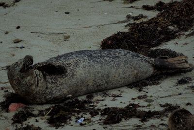 View of turtle resting on sea shore