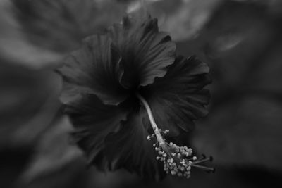 Close-up of flower