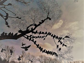 Low angle view of tree against sky