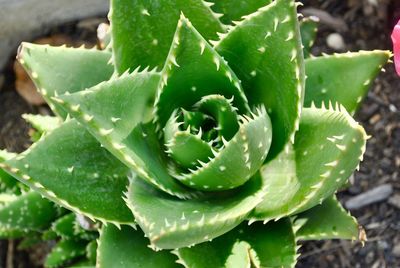 Close-up of succulent plant