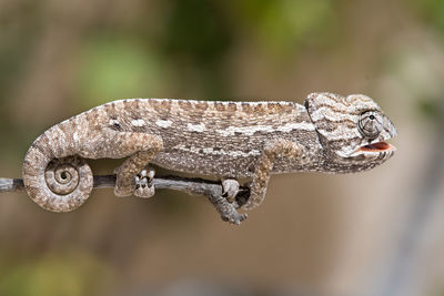 Close-up of a lizard