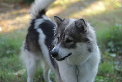 Close-up of dogs on field