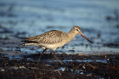 Side view of bird walking at beach