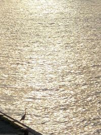 High angle view of person in sea